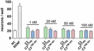 Potentiation of Brain-Derived Neurotrophic Factor-Induced Protection of Spiral Ganglion Neurons by C3 Exoenzyme/Rho Inhibitor